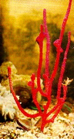 coral